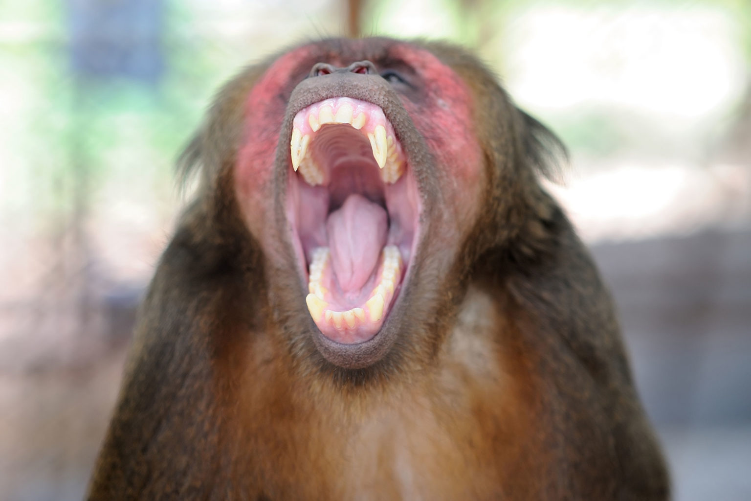 chimpanzee screaming sound